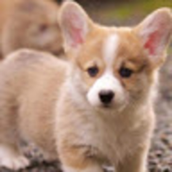 Meet your Posher, Alexus - Picture 1 of 1